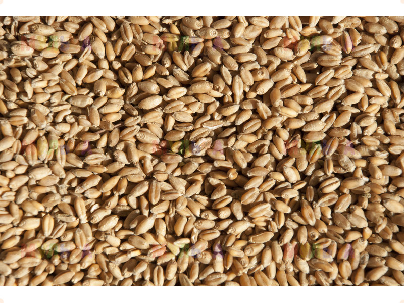 цена семена пшеница